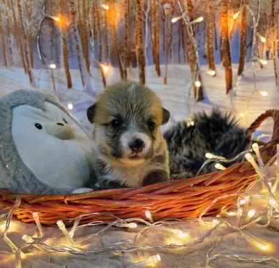 Les chiots de Welsh Corgi Pembroke