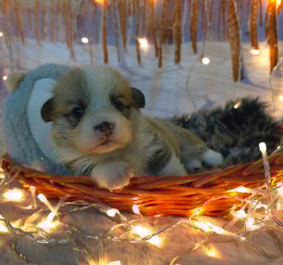 Les chiots de Welsh Corgi Pembroke