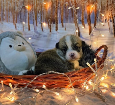 Les chiots de Welsh Corgi Pembroke