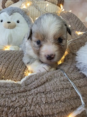 Les chiots de Berger Américain Miniature