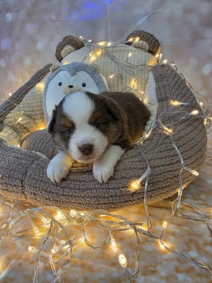 Les chiots de Berger Américain Miniature