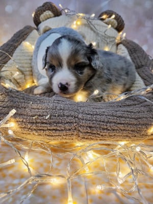 Les chiots de Berger Américain Miniature