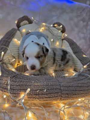 Les chiots de Berger Américain Miniature