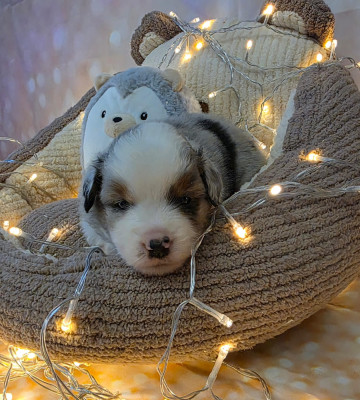Les chiots de Berger Américain Miniature