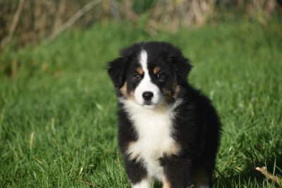 Les chiots de Berger Américain Miniature 