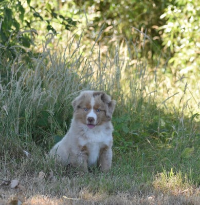 Les chiots de Berger Américain Miniature