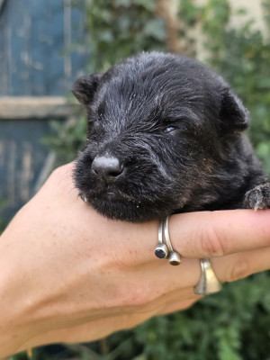Les chiots de Berger de boheme