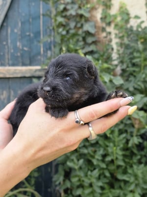 Les chiots de Berger de boheme