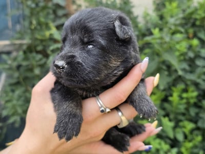 Les chiots de Berger de boheme