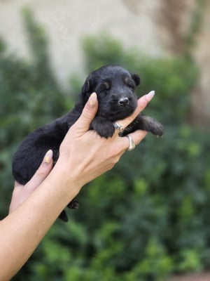 Les chiots de Berger de boheme