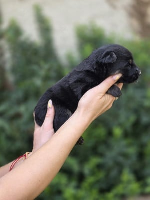 Les chiots de Berger de boheme