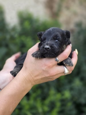 Les chiots de Berger de boheme