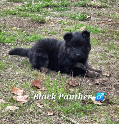 Black Panther - Berger de boheme