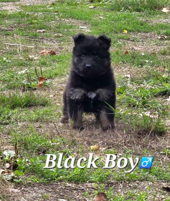 Black Boy - Berger de boheme