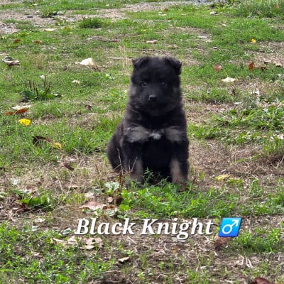 Black Knight - Berger de boheme