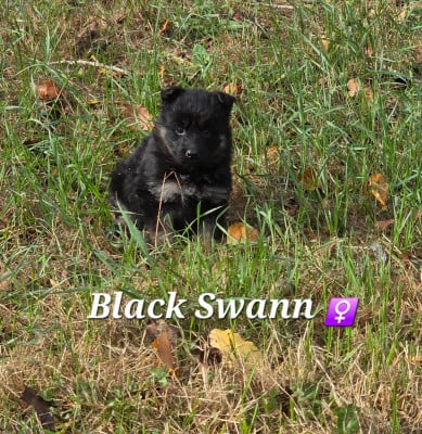 Black Swann - Berger de boheme