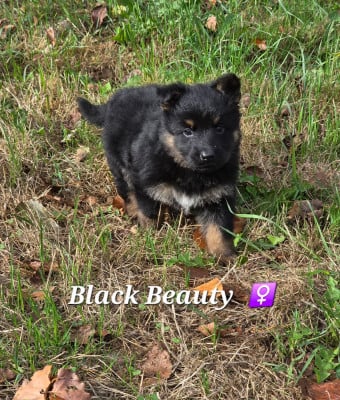 Black Beauty - Berger de boheme