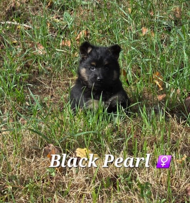 Black Pearl - Berger de boheme