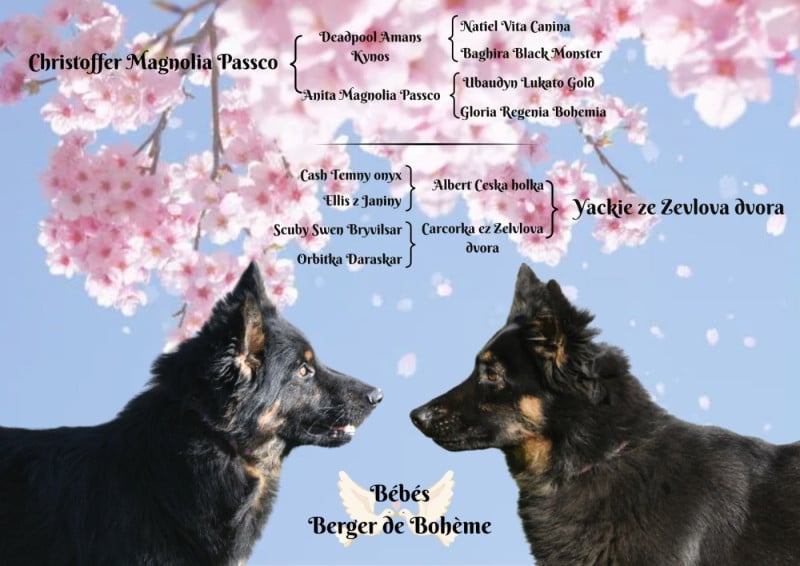 Berger de boheme - Du Clos des duchesses