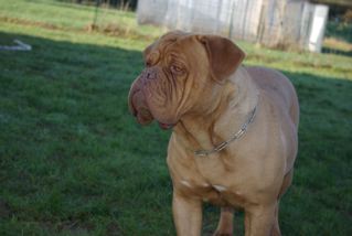 Publication : de la caverne des crocs mignons