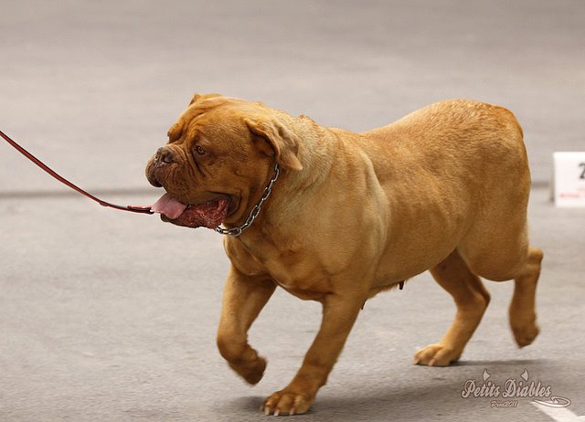 Publication : de la caverne des crocs mignons