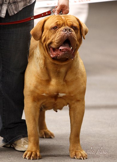 Publication : de la caverne des crocs mignons