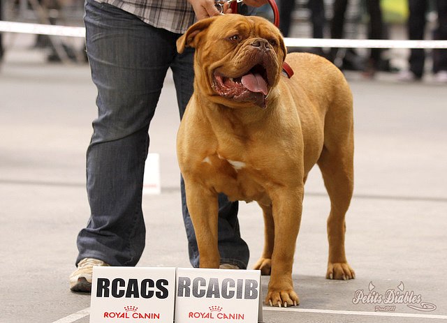 Publication : de la caverne des crocs mignons