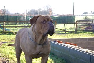 Publication : de la caverne des crocs mignons