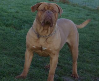 Publication : de la caverne des crocs mignons