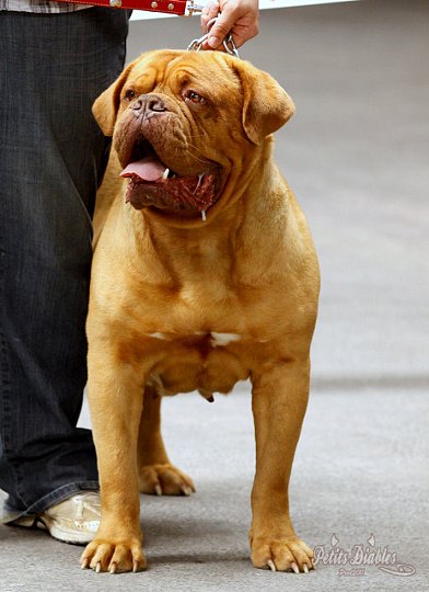 Publication : de la caverne des crocs mignons