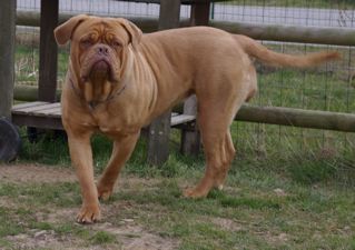 Publication : de la caverne des crocs mignons