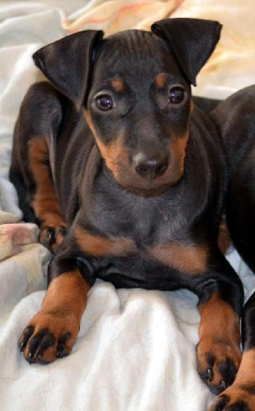 Publication : Eolyne's Auteur : EOLYNE'S