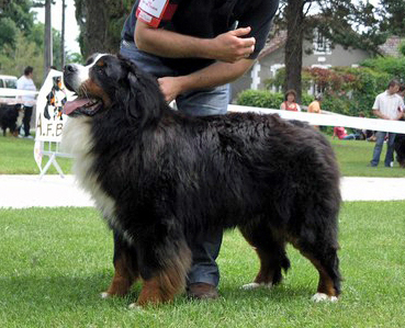 Publication : des mystères du vieux saule