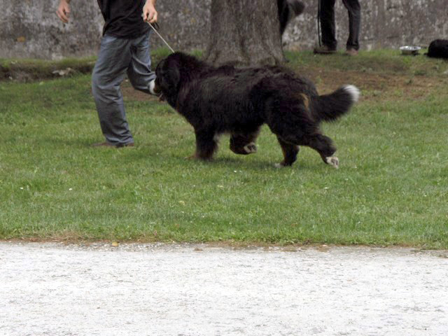 Publication : des mystères du vieux saule
