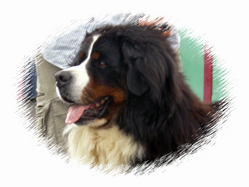 Publication : des mystères du vieux saule