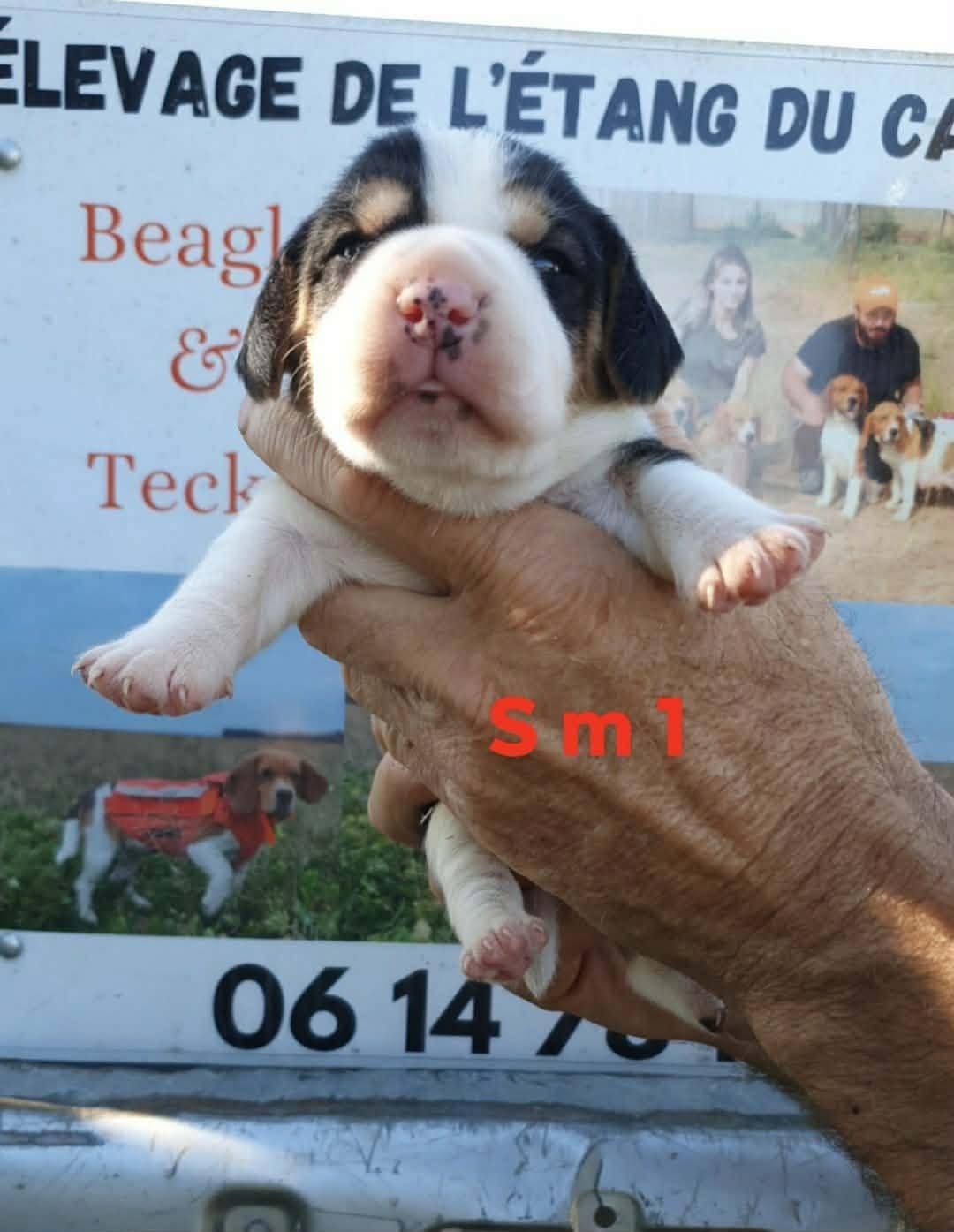 Chiot N°1