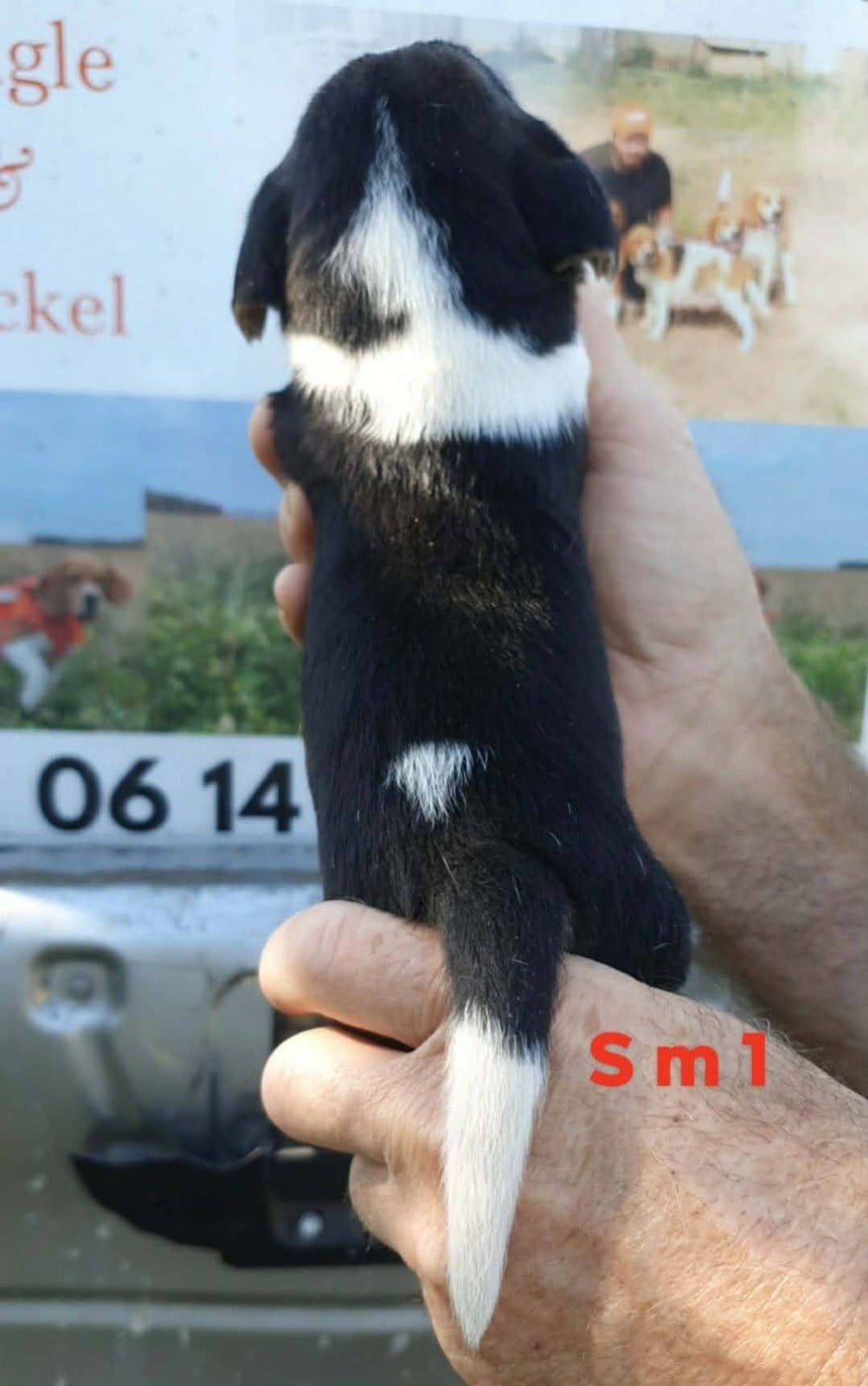 Chiot N°1