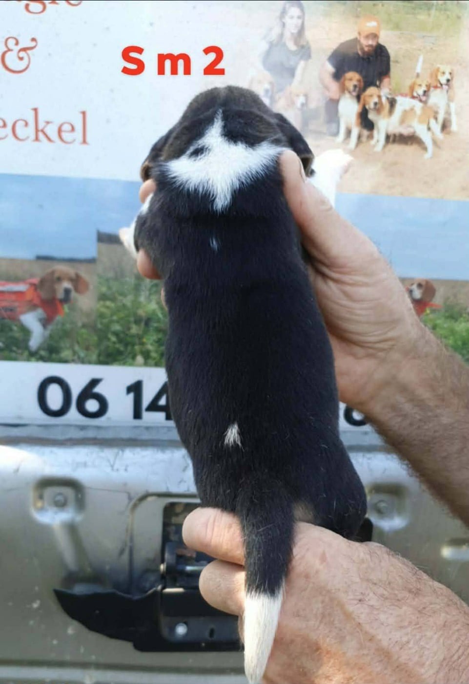 Chiot N°2