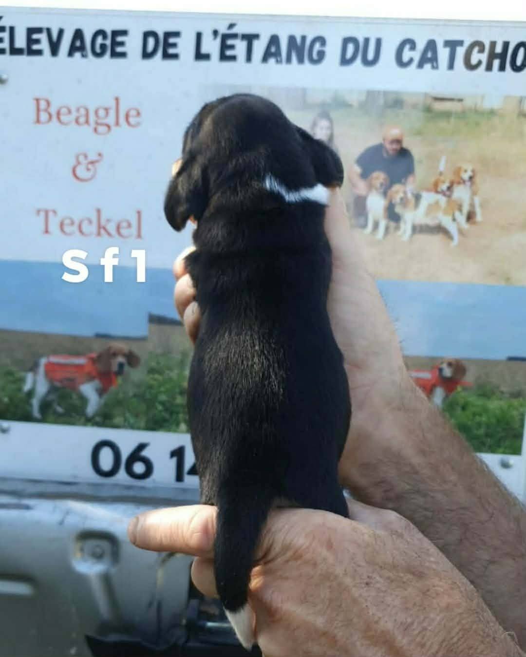 Chiot N°3
