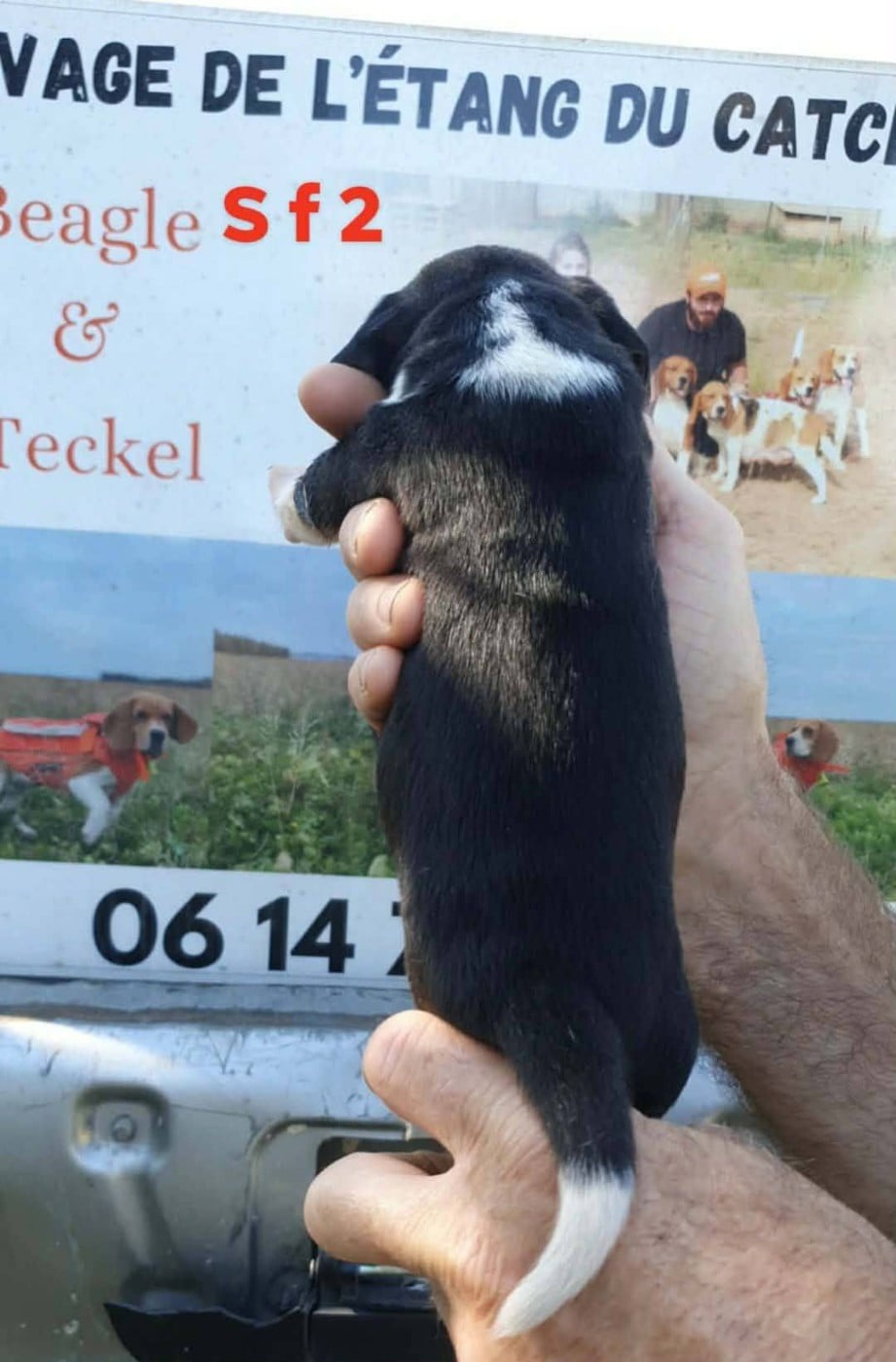 Chiot N°4