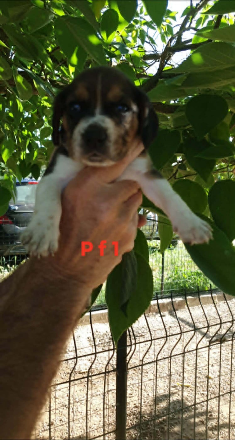 CHIOT 2