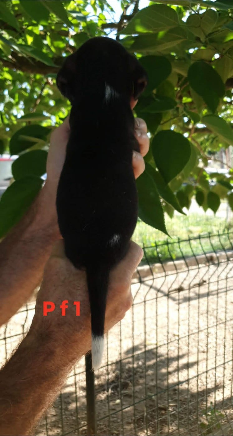 CHIOT 2