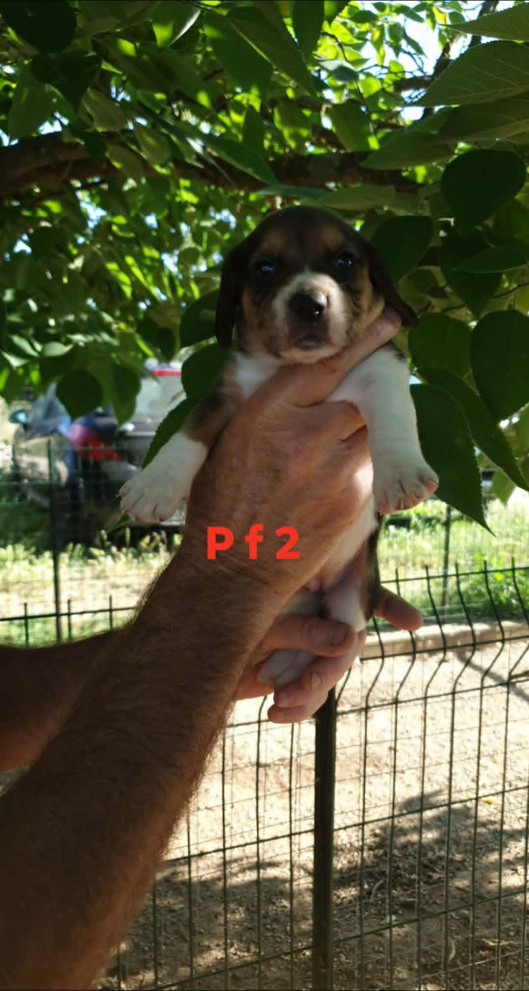 CHIOT 3