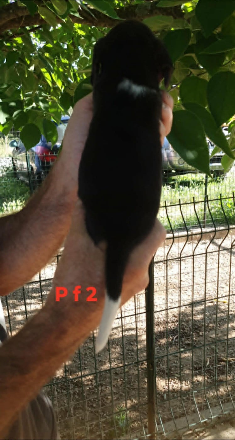 CHIOT 3