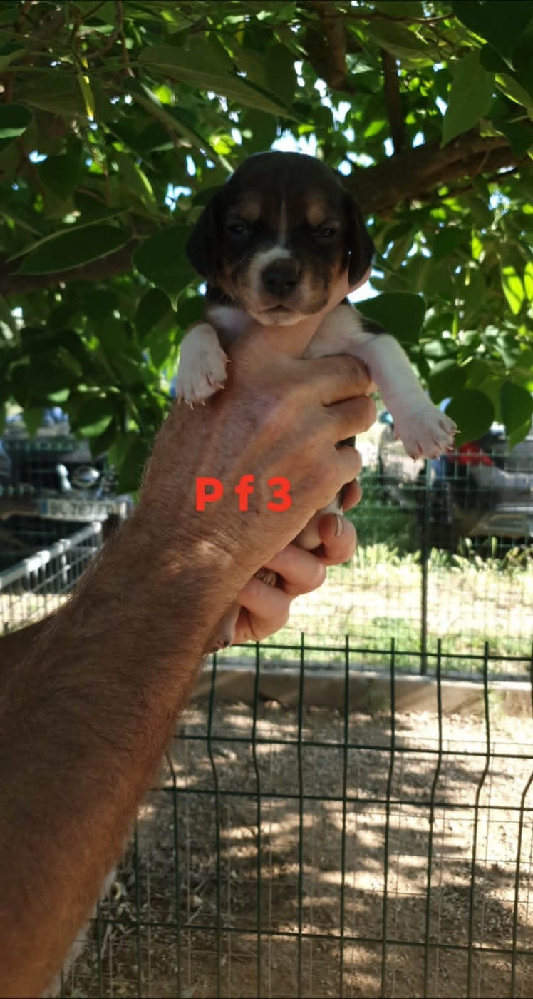 CHIOT 4