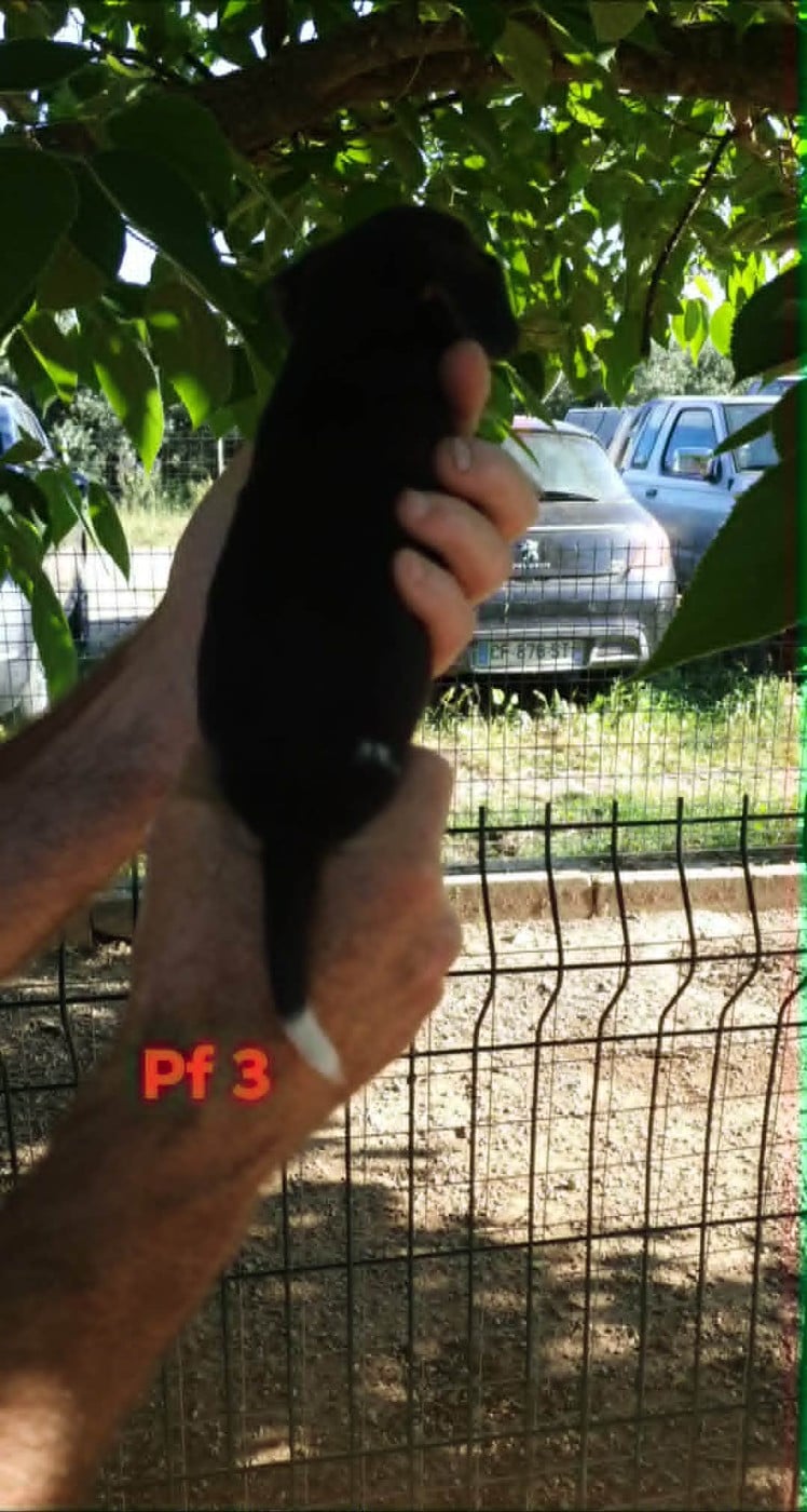 CHIOT 4