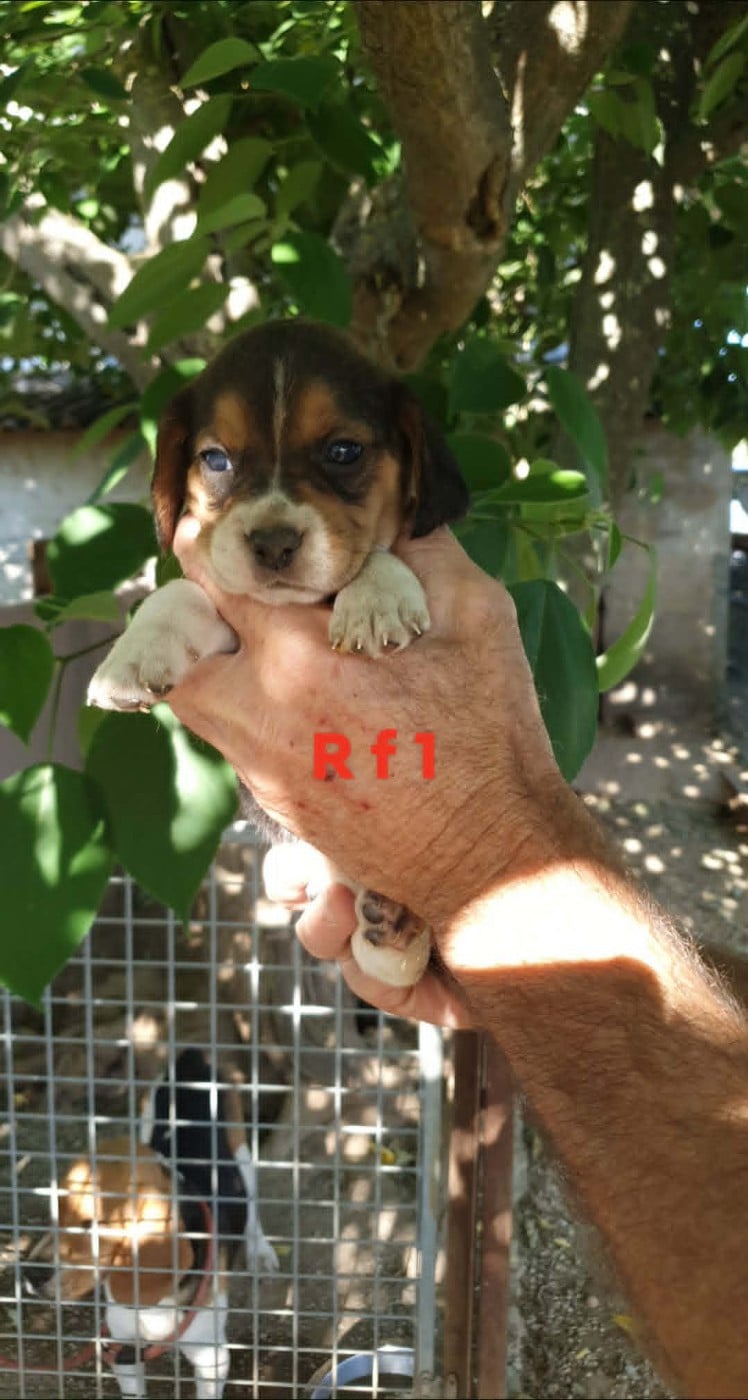 Chiot N°5