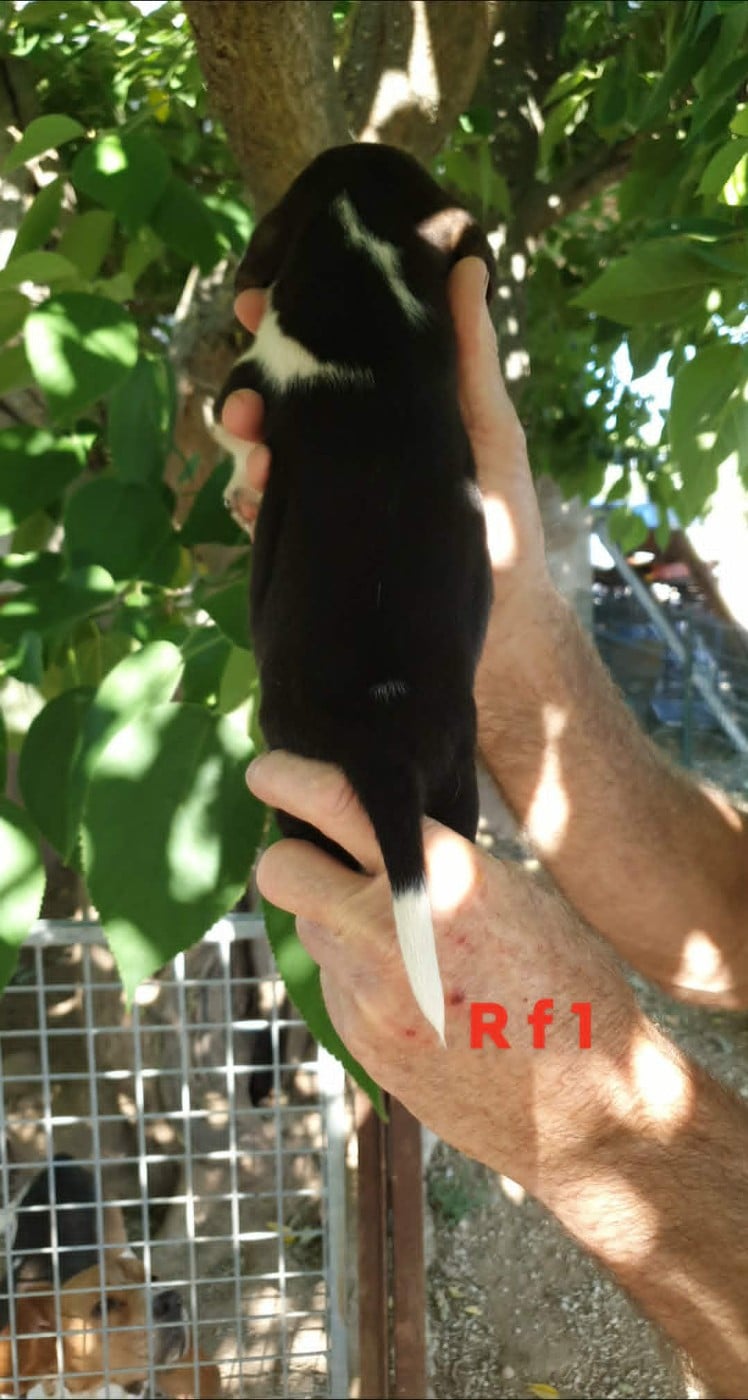 Chiot N°5
