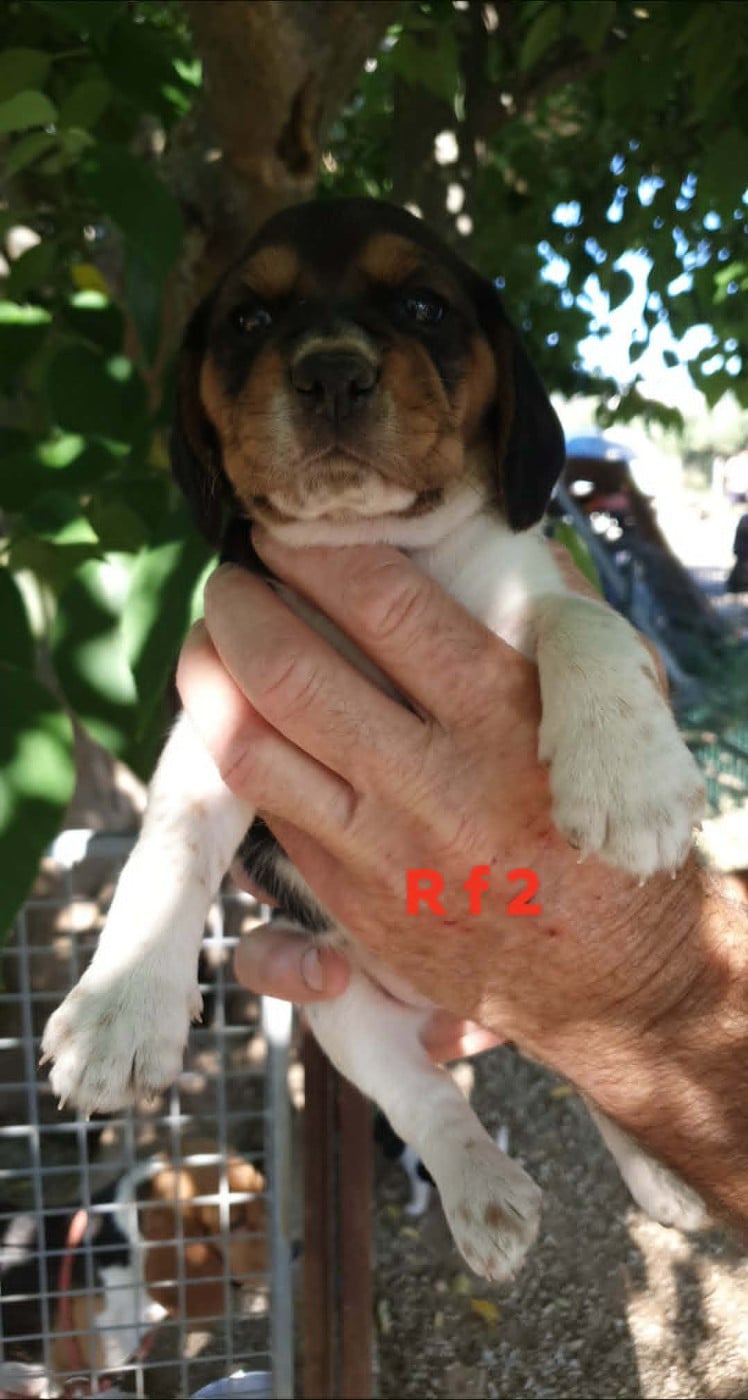 Chiot N°6