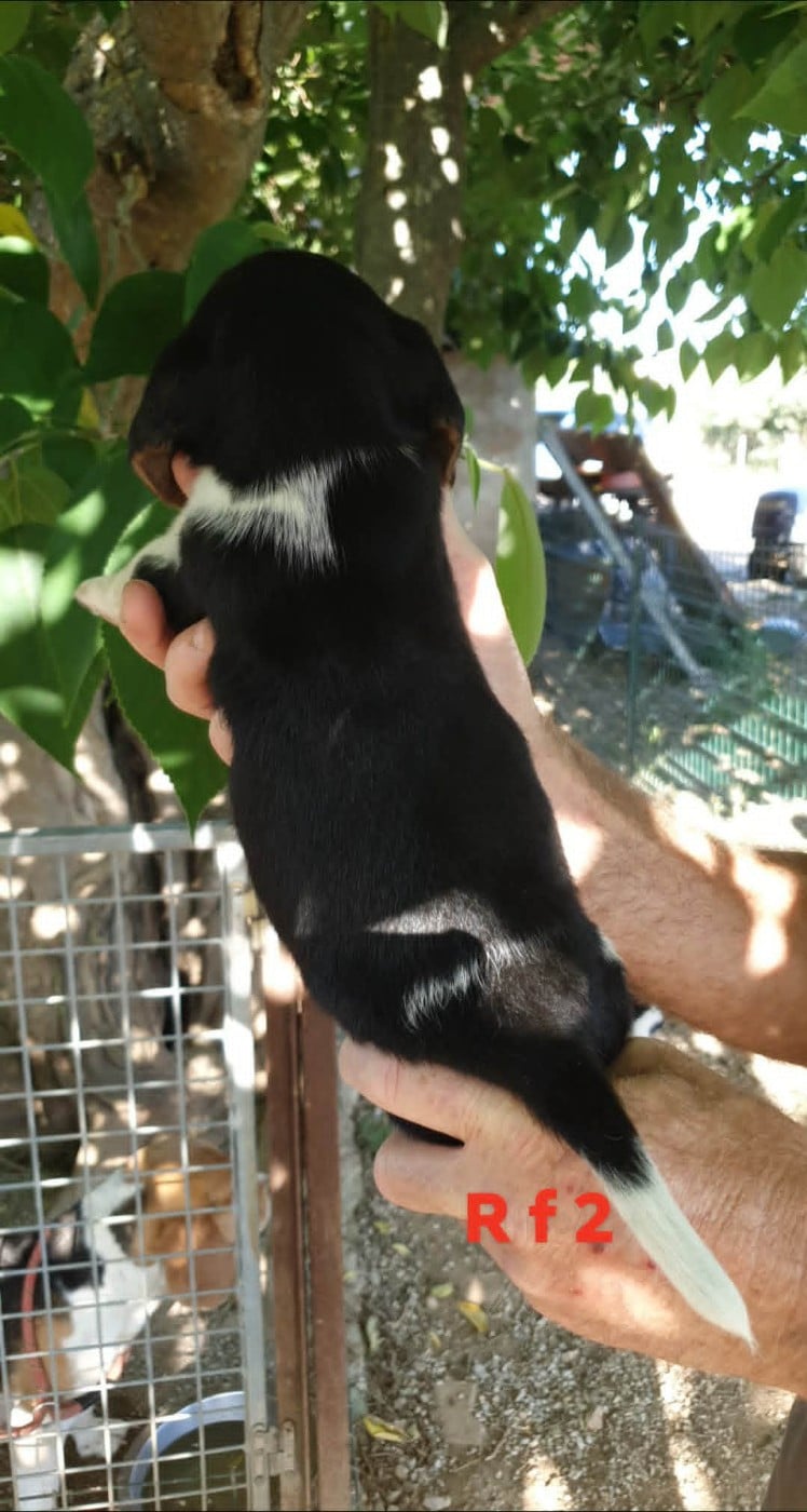 Chiot N°6